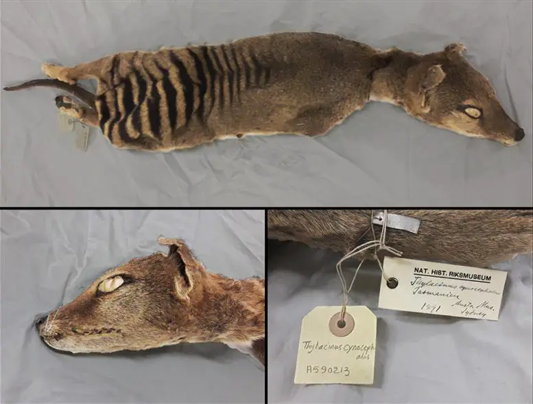 RNA recovered from an extinct species Tasmaniam tiger